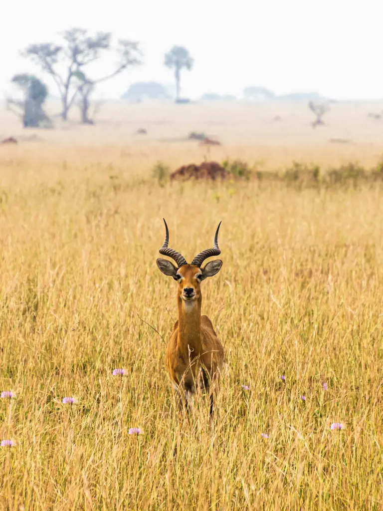 Safari durch Kenia und Uganda